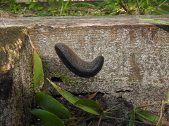 Belocaulus angustipes