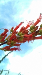 Fouquieria splendens