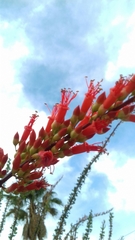 Fouquieria splendens