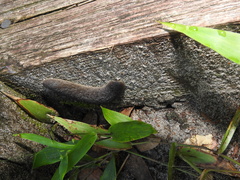 Belocaulus angustipes