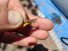 Chorthippus maritimus