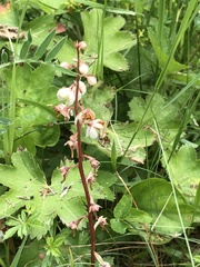 Pyrola rotundifolia