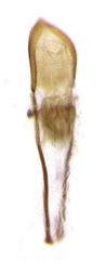 Microcryptorhynchus perpusillus