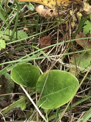 Pyrola rotundifolia