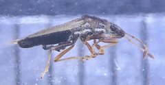 Cymidae