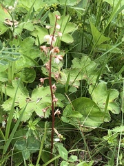 Pyrola rotundifolia