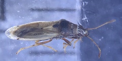 Cymidae