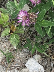 Hemaris fuciformis