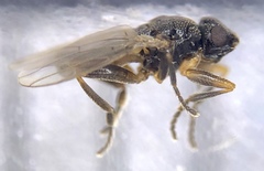 Ischiolepta micropyga