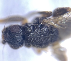 Ischiolepta micropyga