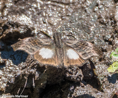 Theagenes albiplaga