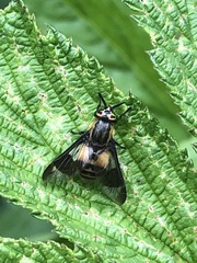 Chrysops relictus