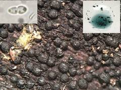 Anteaglonium globosum