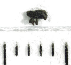 Microcryptorhynchus perpusillus