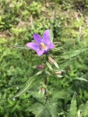 Campanula trachelium