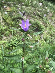 Campanula trachelium
