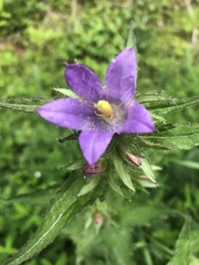 Campanula trachelium