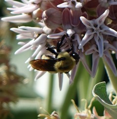 Bombus nevadensis
