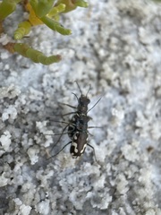 Cicindela willistoni