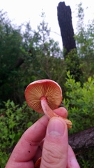 Gymnopilus subpurpuratus
