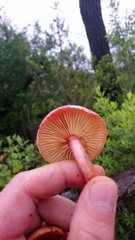 Gymnopilus subpurpuratus