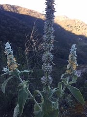 Buddleja stachyoides