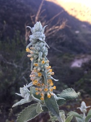 Buddleja stachyoides