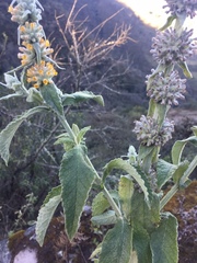 Buddleja stachyoides