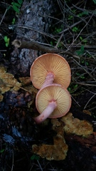 Gymnopilus subpurpuratus