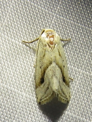 Micrathetis tecnion