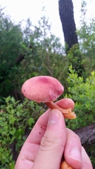 Gymnopilus subpurpuratus