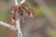 Riodinidae