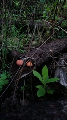 Gymnopilus subpurpuratus