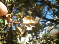 Austropuccinia psidii image