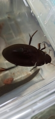 Hydrophilus aterrimus