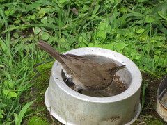 Turdus ignobilis ignobilis