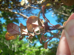 Austropuccinia psidii image