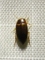 Copelatus debilis