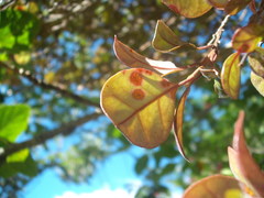 Austropuccinia psidii image