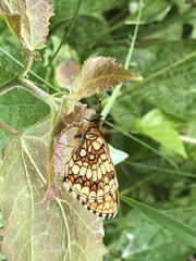 Melitaea athalia