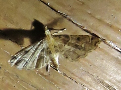 Sufetula diminutalis