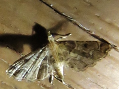 Sufetula diminutalis