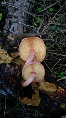 Gymnopilus subpurpuratus