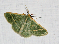 Microloxia indecretata