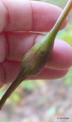 Neolasioptera vitinea