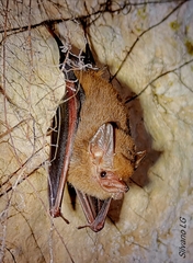 Balantiopteryx io