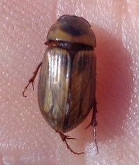 Bodilus gregarius