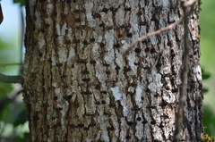 Sphyrapicus ruber