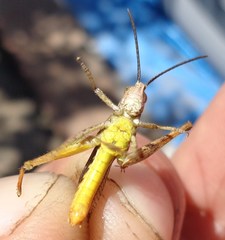 Chorthippus maritimus