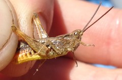 Chorthippus maritimus